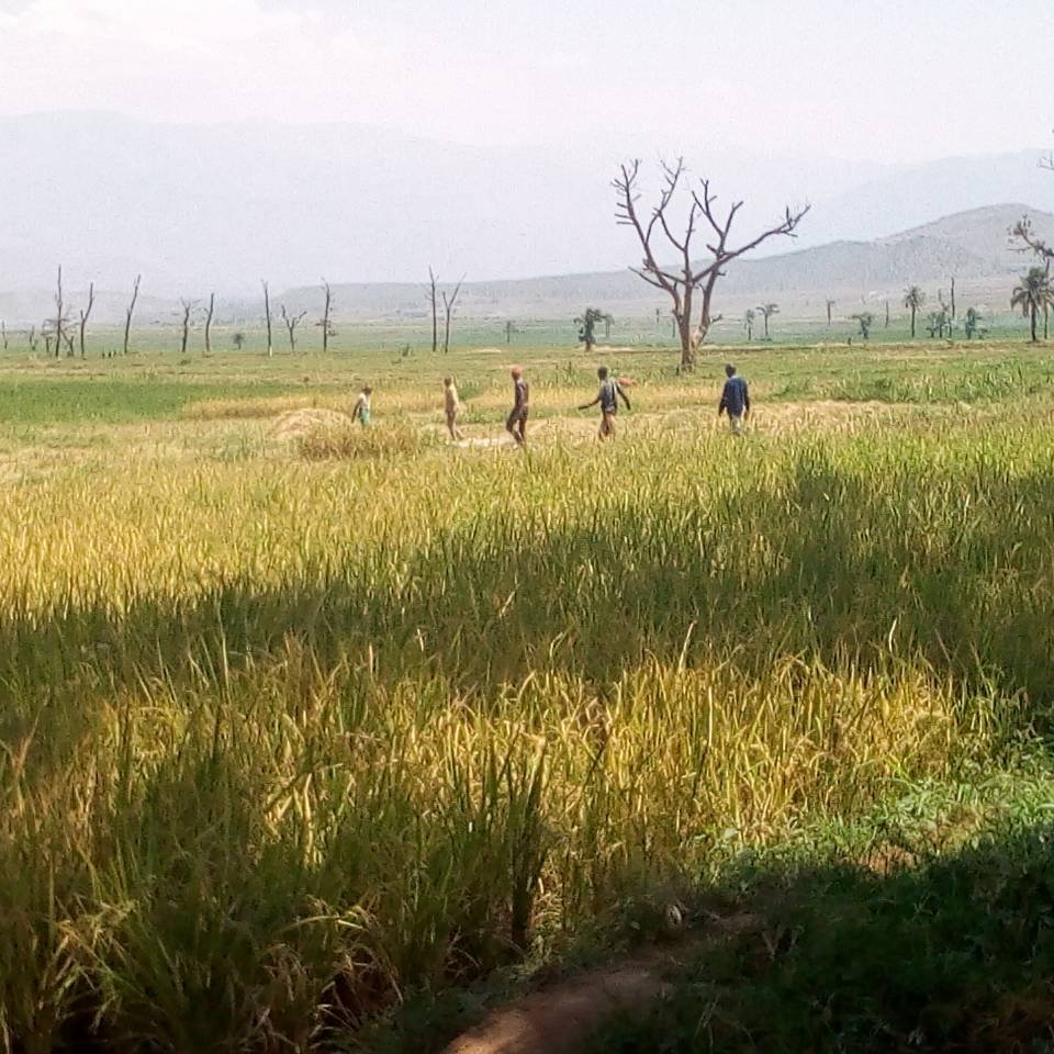 Burundi : Une exploitation moderne pour la propriété de Nyakagunda ( Photo : ikiriho 2018 )