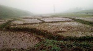 Burundi : Les pluies ont détruit les cultures du marais de Kagogo-Gasumo ( Photo : ABP 2019 )