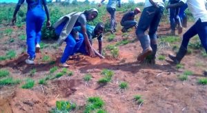 Burundi : L’ITAB est reboisé sur 2 hectares d’eucalyptus ( Photo : ABP 2019 )