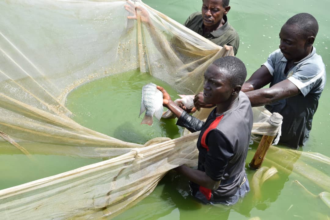 Burundi / Chine : Le site d’aquaculture de Gihanga - 15 tonnes de poissons tous les 7 mois  ( Photo : RTNB.BI  2019 )