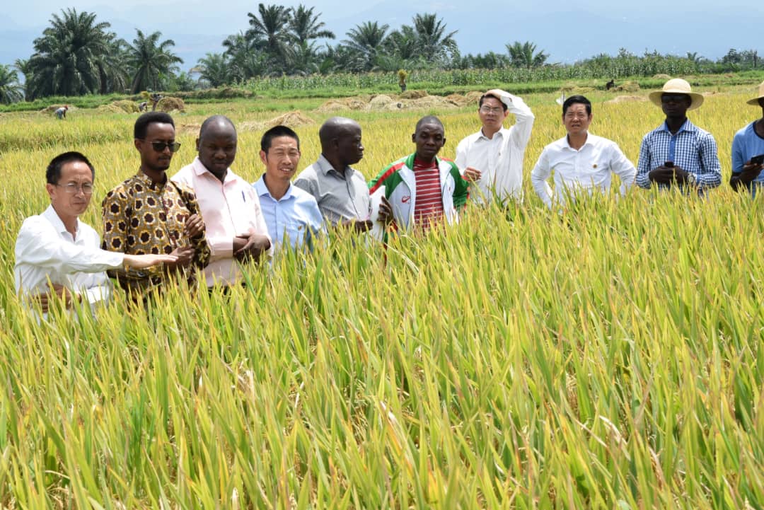 Burundi / Chine : Visite de la rizière de riz hybride à Kizina-Gihanga ( Photo : RTNB.BI 2019 )