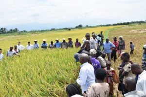 Burundi / Chine : Visite de la rizière de riz hybride à Kizina-Gihanga ( Photo : RTNB.BI 2019 )