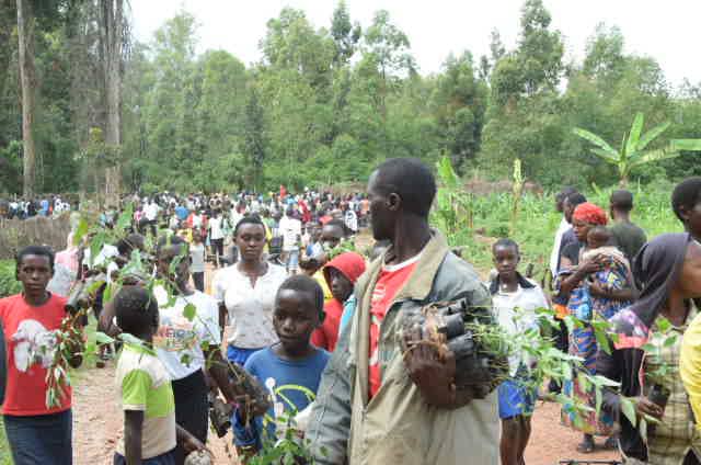 Burundi : TDC - Planter 250.000 plants d'arbres en commune Butezi, Ruyigi ( Photo : Journal Le Renouveau @LeRenouveauBdi 2018 )