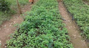 Burundi : Gitega - 48.400 jeunes arbres autochtones en cours de plantation ( Photo : ABP 2019 )
