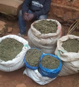 Burundi : La police saisit 32 kg de cannabis à Gitega ( Photo : intumwa 2019 )