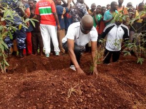 Burundi : TDC –  Planter des grevillea dans les champs manioc et tomates  ( Photo : SENAT.BI  2019 )