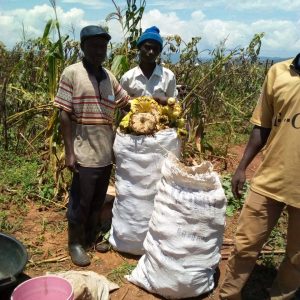 Burundi : Les cultivateurs de Makamba veulent une usine d'huile de tournesol ( Photo : Les membres de Cacedebu, à Rugombo,Cibitoke 2018 )