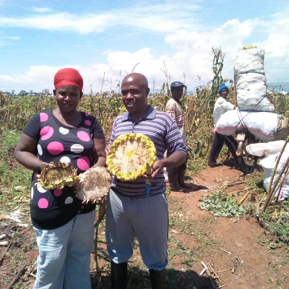 Burundi : Les cultivateurs de Makamba veulent une usine d'huile de tournesol ( Photo : Les membres de Cacedebu, à Rugombo,Cibitoke 2018 )