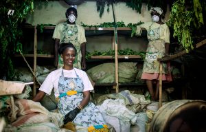 Burundi : KARIRE, produits ANTI MOUSTIQUES à base de cataire ( Photo : AKEZA Burundi 2019 )