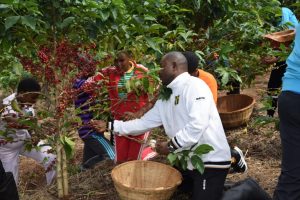 Burundi : L'engrais FOMI a donné une très bonne récolte du café cerise ( Photo : Menya, INTUMWA 2019 )