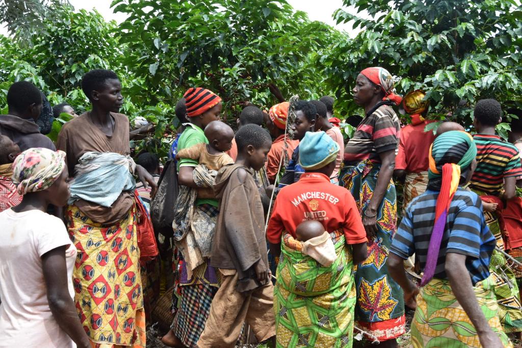 Burundi : L'engrais FOMI a donné une très bonne récolte du café cerise ( Photo : Menya, INTUMWA 2019 )