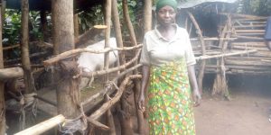 Burundi :  L'élevage de porcs est un bon investissement à Mutimbuzi ( Photo : EJOHEZA NEWS  2019 )