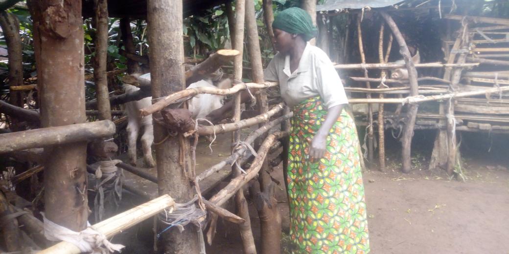 Burundi :  L'élevage de porcs est un bon investissement à Mutimbuzi ( Photo : EJOHEZA NEWS  2019 )