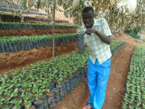  Burundi : Un pépiniériste de plants de caféiers à MIRIMA en commune GITEGA ( Photo : Burundi Eco 2019 )