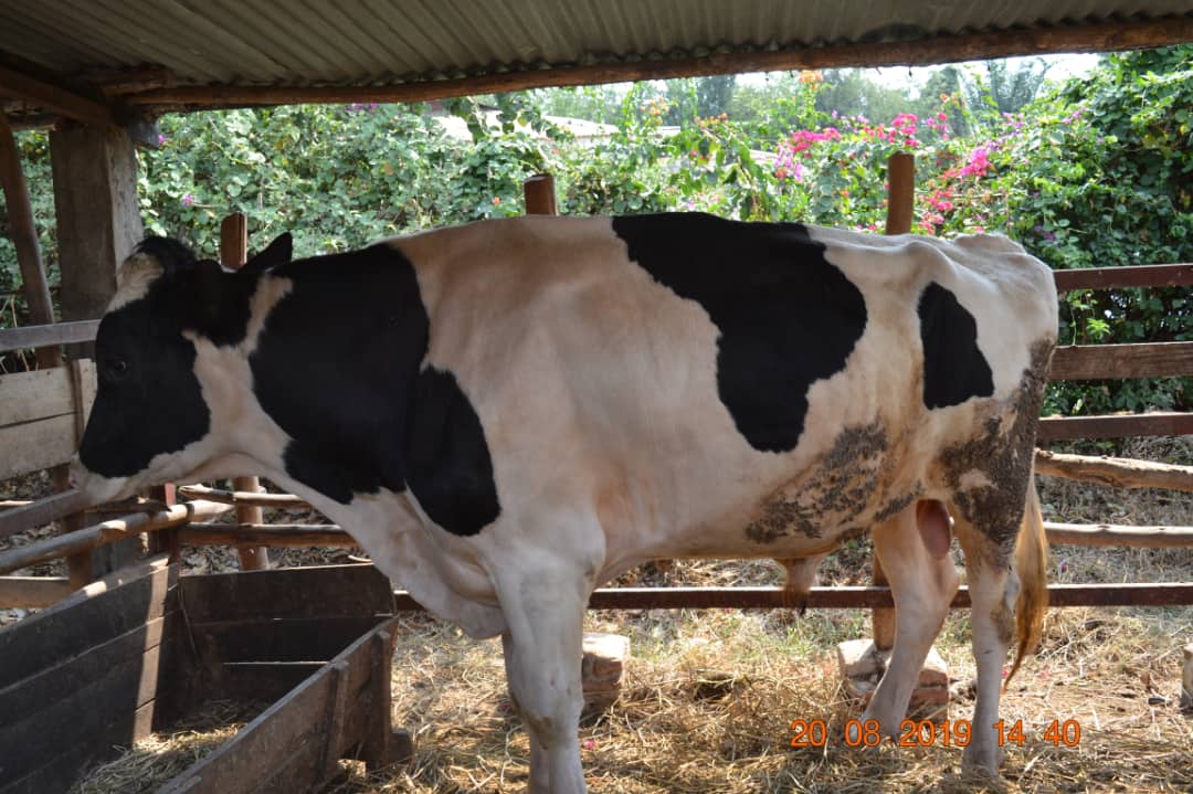 Burundi : Des déchêts industriels naturels deviennent nourriture pour bestiaux ( Photo : MinAgri Burundi 2019 )