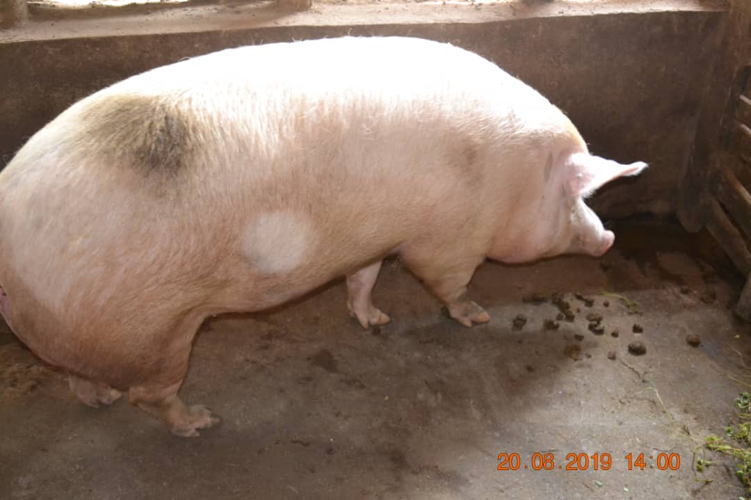 Burundi : Des déchêts industriels naturels deviennent nourriture pour bestiaux ( Photo : MinAgri Burundi 2019 )
