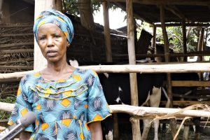 Burundi : Une cultivatrice heureuse du fumier procuré par une vache du PNSADR-IM  ( Photo : Ejohezanews 2019 )