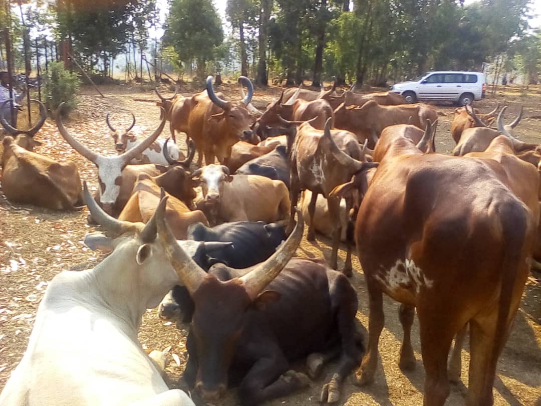 Burundi : Rutana - 80 vaches volées restituées à 2 Tanzaniens ( Photo : ABP 2019 )