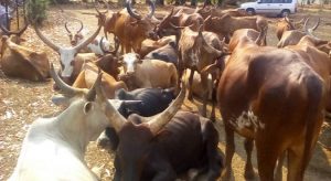 Burundi :  Rutana - 80 vaches volées restituées à 2 Tanzaniens ( Photo : ABP  2019 )