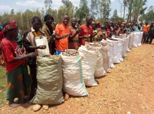 Burundi : La Coopérative SANGWE a récolté 2.043 Kg de pommes de terre ( Photo : INTUMWA 2019 )
