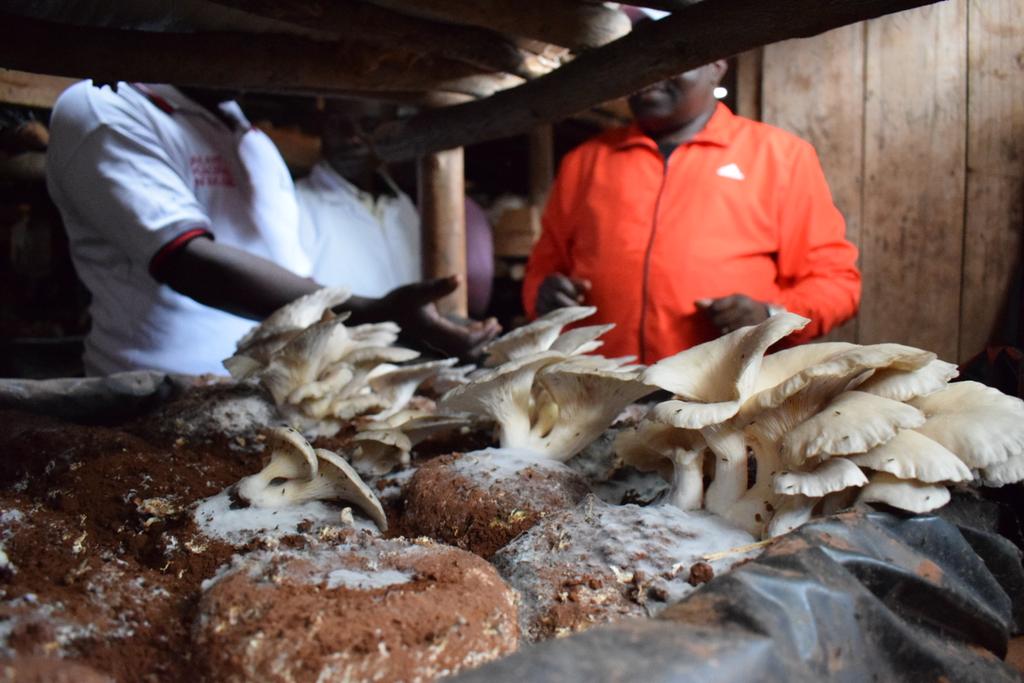 Burundi : Visite de SOVERT-AKA spécialisée Champignons à GITEGA ( Photo : Journal Intahe   2019 )