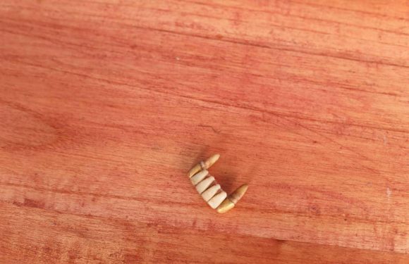 Burundi / Genocide 1972 : 1.436 restes de corps dans les fosses de MASHITSI-GIHETA / GITEGA