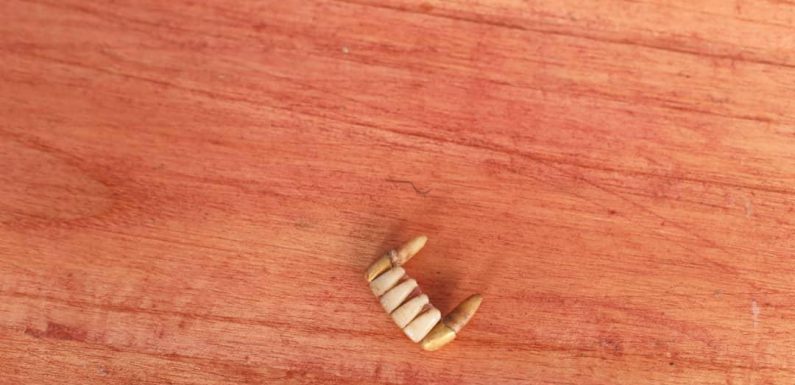 Burundi / Genocide 1972 : 1.436 restes de corps dans les fosses de MASHITSI-GIHETA / GITEGA