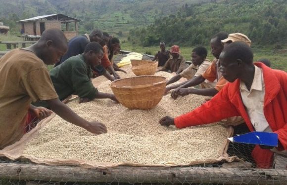 Burundi : Ouvrier saisonnier à la station lavage NKANDA PROCASTA / NGOZI