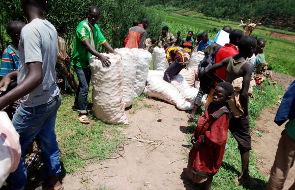 Burundi : Bonne récolte de pommes de terre à NTARAMBO / KAYANZA