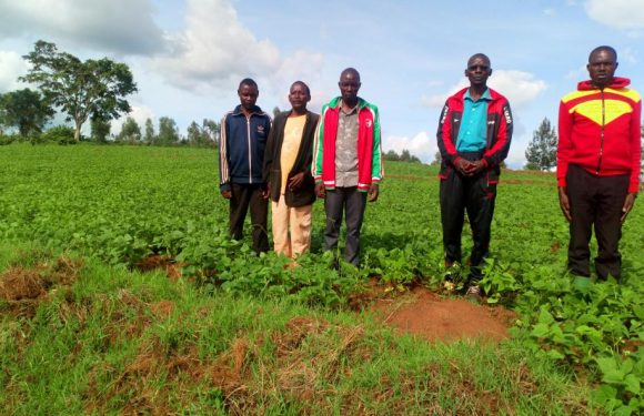 Burundi : Une très bonne récolte de haricots attendues en colline GATARE-CANZIKIRO / KIRUNDO
