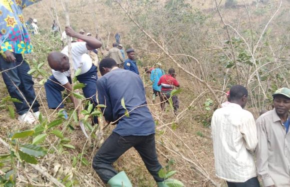 BURUNDI : TDC – Tailler et Pailler en commune BUYENGERO, RUMONGE