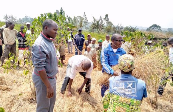 BURUNDI : Campagne de taille et pilage des caféiers / CANKUZO