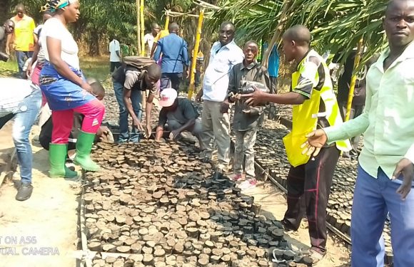BURUNDI : TDC – Planter des arbres en colline MUSENYI, à MPANDA / BUBANZA