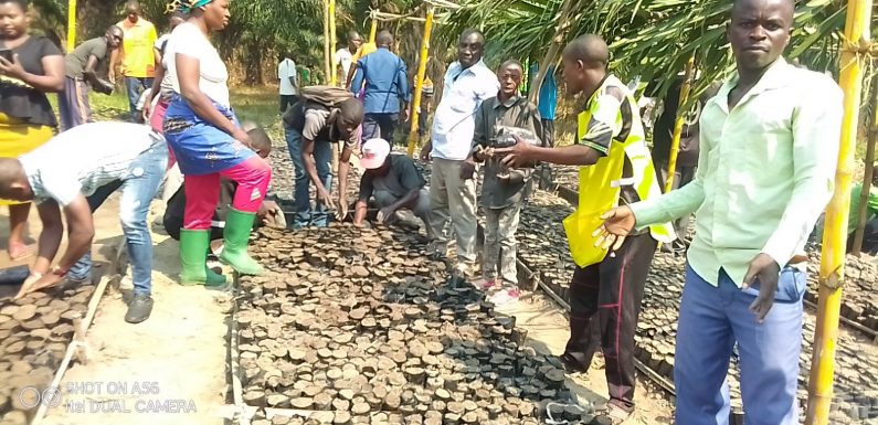 BURUNDI : TDC – Planter des arbres en colline MUSENYI, à MPANDA / BUBANZA