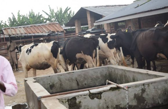 BURUNDI : Visite d’un élevage moderne du gros bétail à KIGANGA / MURAMVYA