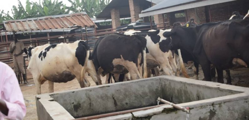 BURUNDI : Visite d’un élevage moderne du gros bétail à KIGANGA / MURAMVYA