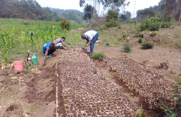 BURUNDI : ROOTS AND SHOOTS va enjoliver GITEGA d’ACCASIA SCIMEA