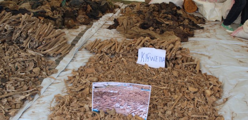 GENOCIDE DE 1972 CONTRE LES HUTU DU BURUNDI : 2.328 victimes exhumées à RUMONGE et MAKAMBA