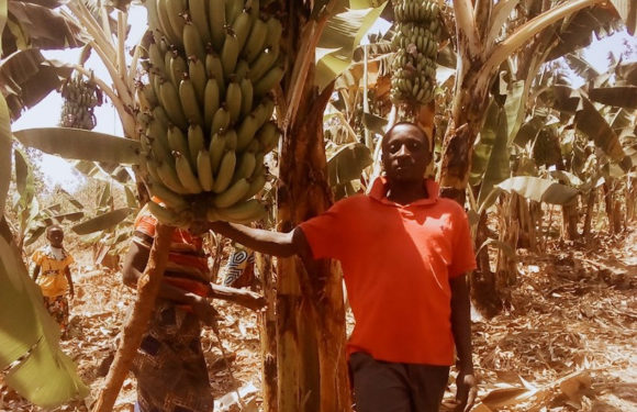 BURUNDI : Des cultivateurs heureux, bénéficiant du PRO-ACT I à BUKEMBA / RUTANA