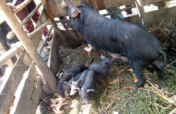 BURUNDI : Le CNDD-FDD BWERU évalue les Coopératives collinaires SANGWE, RUYIGI