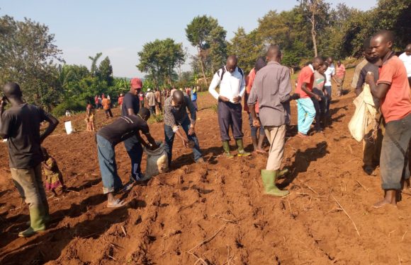 BURUNDI : TDC – Semer haricots et maïs dans un champ en zone KIRUNDO RURAL