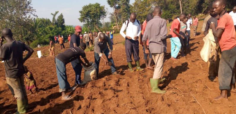 BURUNDI : TDC – Semer haricots et maïs dans un champ en zone KIRUNDO RURAL