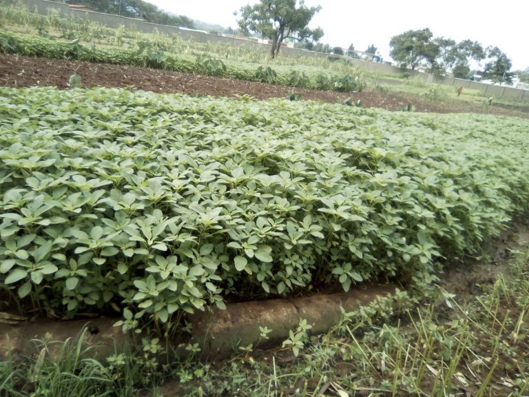 BURUNDI : Un planton cultivateur de LENGALENGA à NTAHANGWA / BUJUMBURA