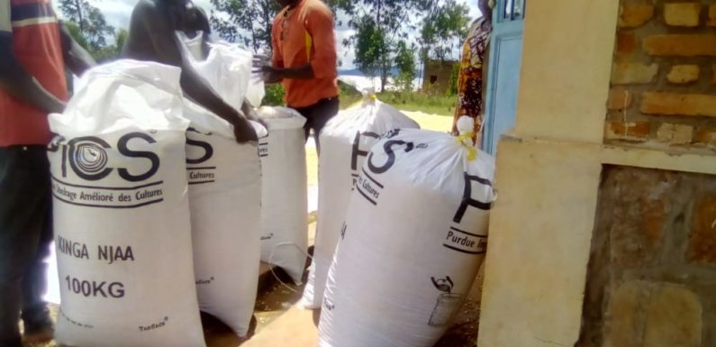 BURUNDI : La commune BUHIGA a emballé 5,5 tonnes de maïs / KARUSI
