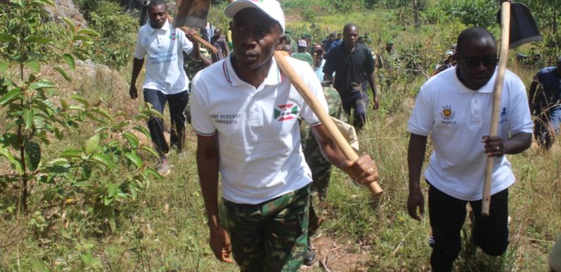 BURUNDI : TDC – Sarclage autour des arbres plantés en colline MAKANO / CANKUZO