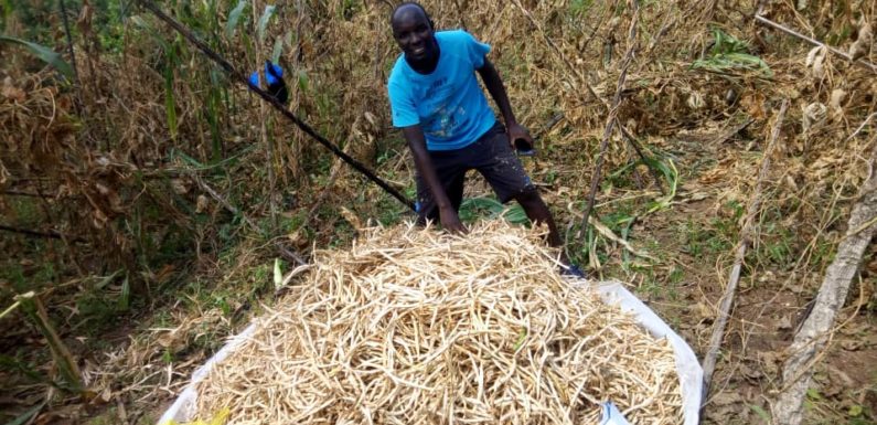 BURUNDI : 80 kg produits avec 1,5 kg de haricots semés sur 2,5 ares / BUBANZA