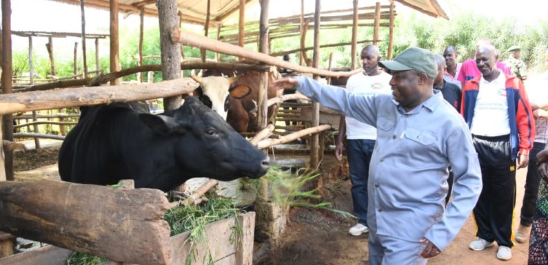 BURUNDI : Visite d’une exploitation agropastorale à MPANDA / BUBANZA