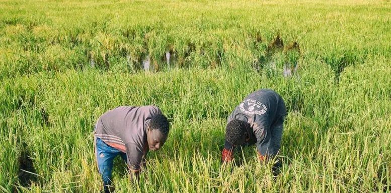 BURUNDI : Permission obligatoire pour exploiter les marais de NGOZI