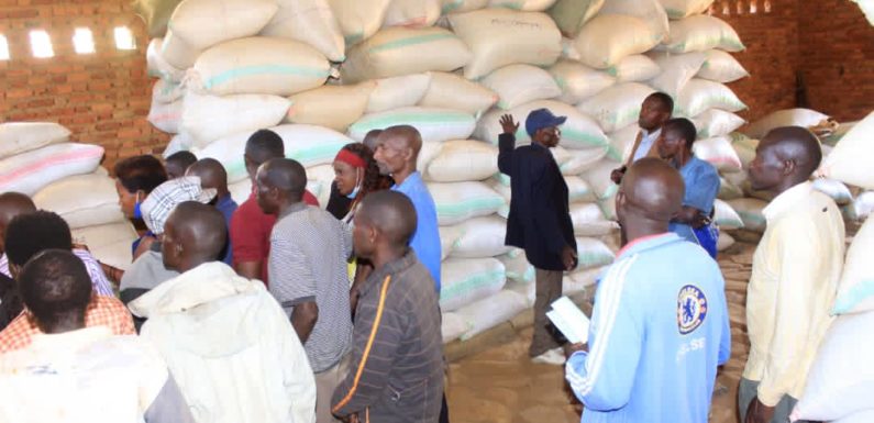 BURUNDI : Les caféiculteurs parlent du prix au kilo du café à BURAMBI / RUMONGE