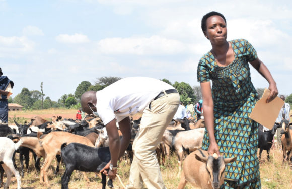 BURUNDI : Don de chèvres à des familles paupérisées à GISAGARA / CANKUZO
